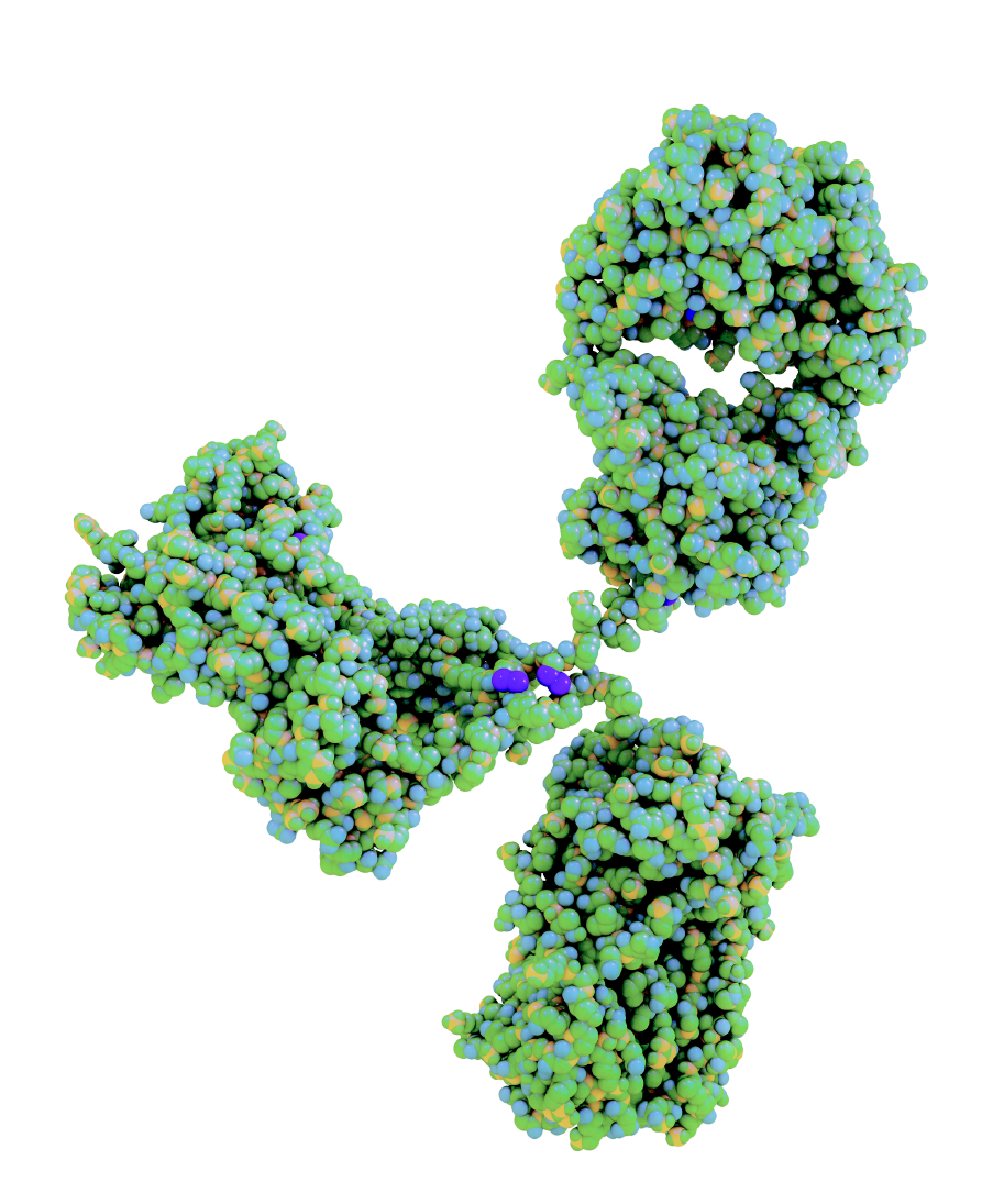 An antibody in a Y-shape made up of small green, yellow and blue spheres